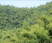 竹子的特點(diǎn)有哪些？